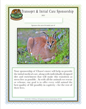 Load image into Gallery viewer, Chaos the Caracal Initial Care Sponsorship
