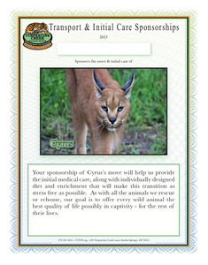 Cyrus the Caracal Initial Care Sponsorship
