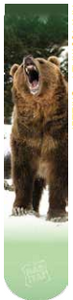 Grizzly Bear Sublimated Sock