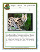 Load image into Gallery viewer, Illithia the Serval Initial Care Sponsorship
