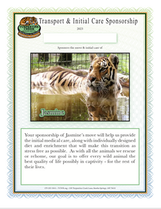 Jasmine the Tiger Initial Care Sponsorship