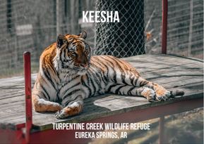 In Memory of Keesha Tiger Photo Magnet