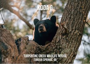Koda Bear Photo Magnet