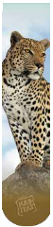 Leopard Sublimated Sock