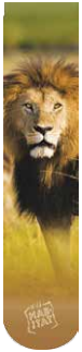 Lion Sublimated Socks