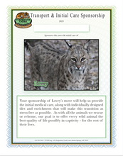 Load image into Gallery viewer, Lovey the Bobcat  Initial Care Sponsorship
