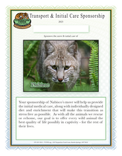 Load image into Gallery viewer, Nabisco the Bobcat Initial Care Sponsorship
