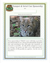 Load image into Gallery viewer, Shiloh the Bobcat Initial Care Sponsorship
