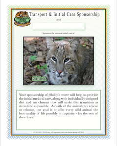 Shiloh the Bobcat Initial Care Sponsorship